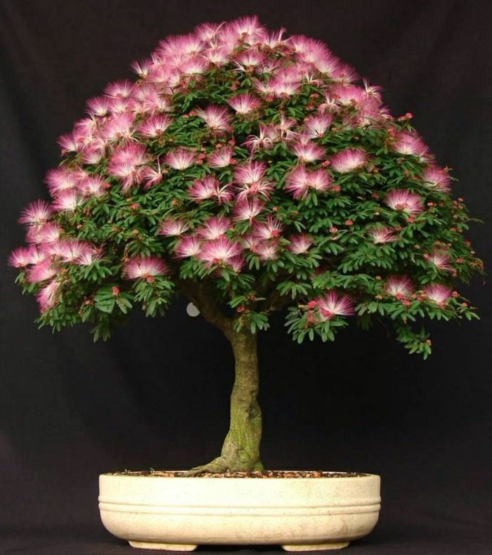 Mimosa Bonsai Pink Blossom espécies de árvores raras