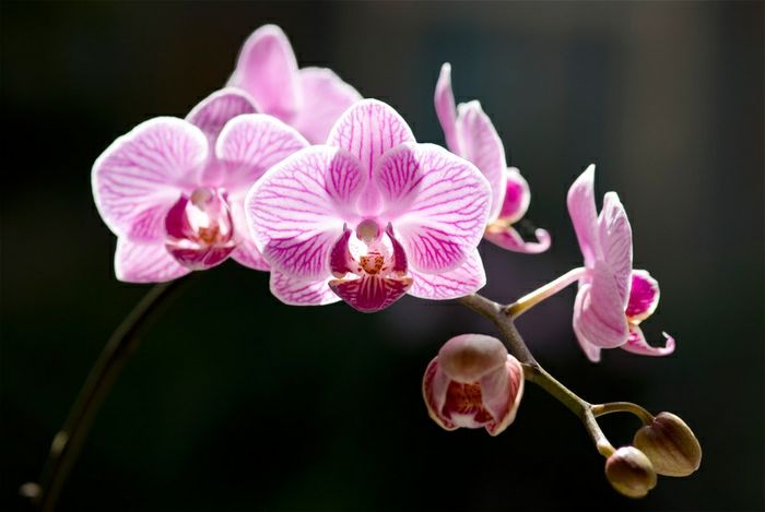 Motte-Orhideen rūšys