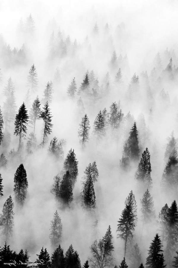 svartvit fotografi Mist Trees