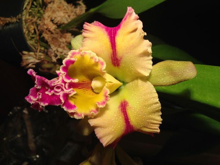 Orhideen species, geel en roze