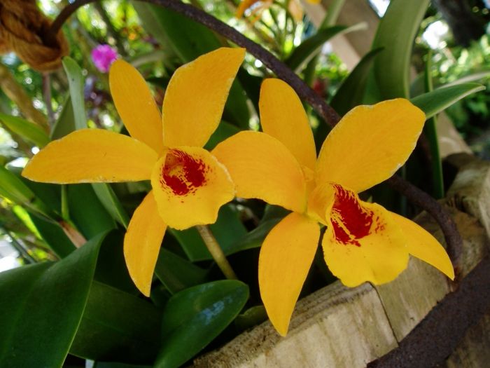 Orhideen specii-galben-roșu