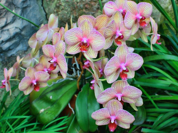 Orhideen Species vrij