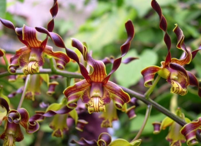 Orhideen vrst-vijolično-zeleno-in-rumena