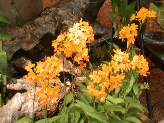 Orhideen species-oranje-next-the-tree