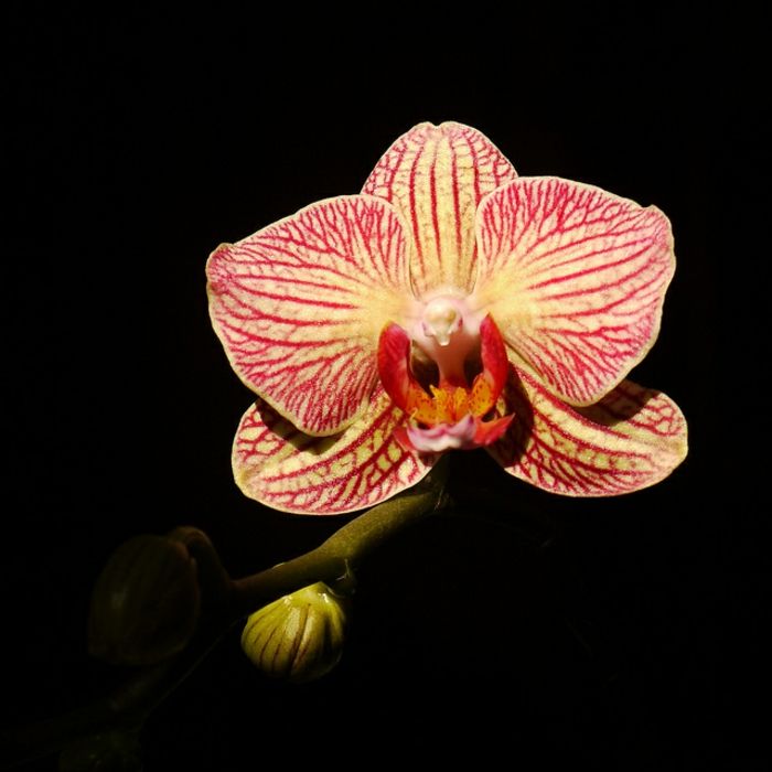 specii Orhideen, fond roșu și negru