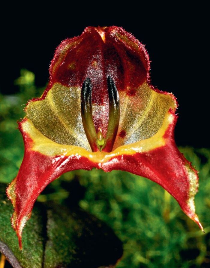 Orhideen rūšių raudonos ir žalios spalvos spalvos