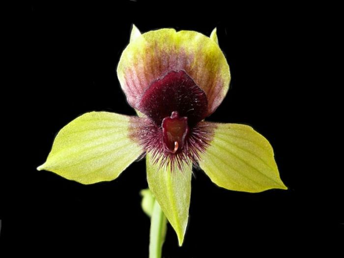 Orhideen species-black-background-geel