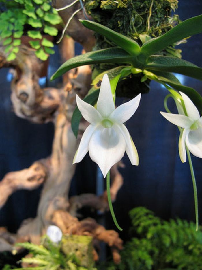 Orhideen species-wit-boom op de achtergrond