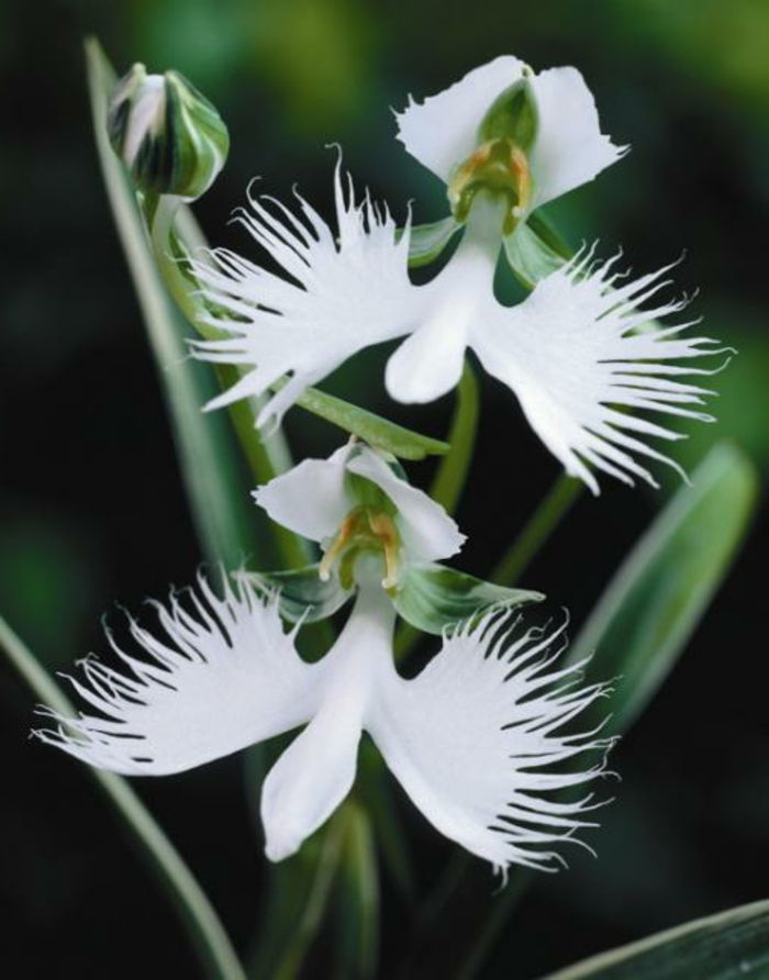 Orhideen rūšių baltos ir žalios spalvos