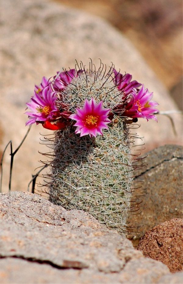 Originele cactussoorten bloemen in cyclaam kleur