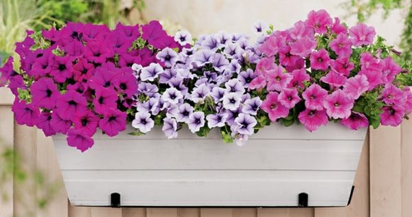 Petunija cvetlična škatlica za balkon