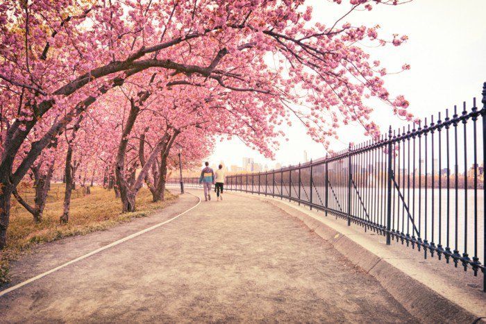 Path-drzewa-z-różowe kwiaty przetargowych