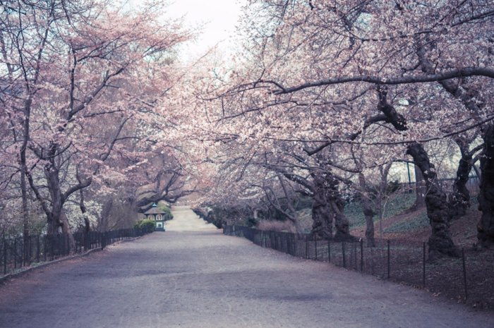 Path-imbratisare-de-frumos-copaci cu flori