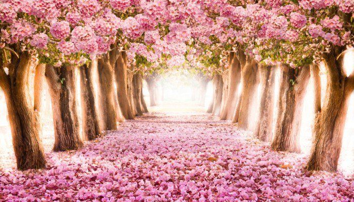 Väg omgiven-of-rosa-blommande träd