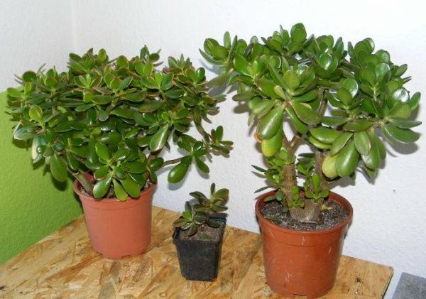 Três-verde-dinheiro-árvores-in pots-in-house manutenção plantas