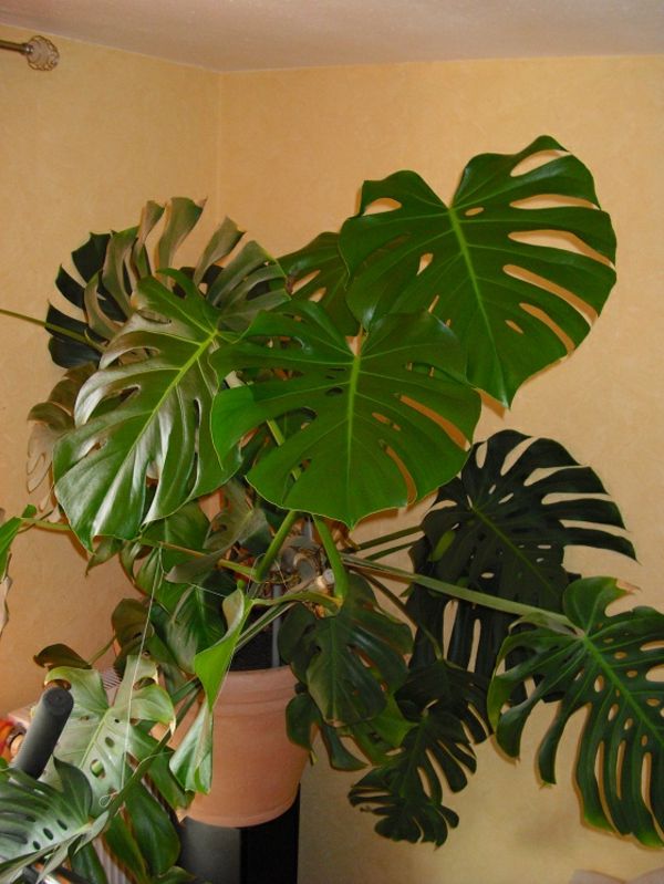 Lettstelt-potteplanter-vinduet blad-interessant-blader-large