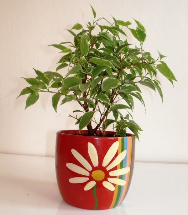 Lettstelte-potteplanter-bjørkefiken-i-rød-cup-med-blomster