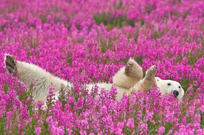 Polar gra-in-box-z-fioletowe kwiaty