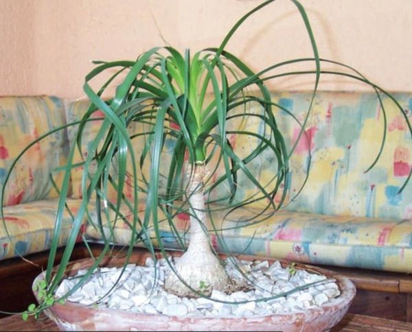 graži žalia augalas ant lizdo stalo gyvenamajame kambaryje