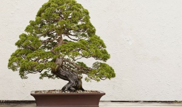 Bonsai su piramidės formos karūną