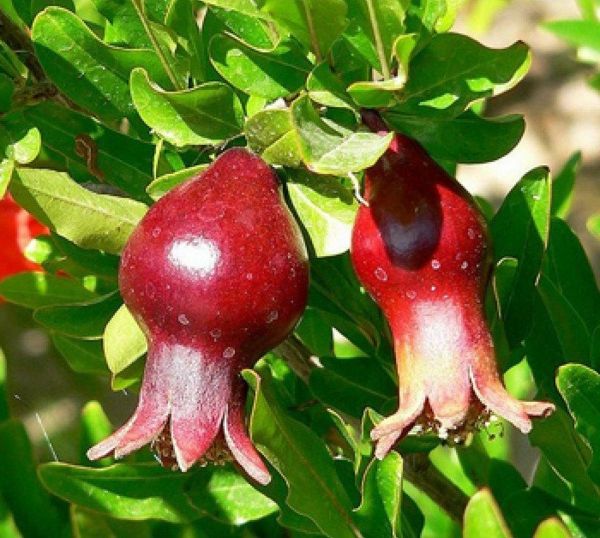 Punica_granatum_exotische-cvetoče sobne rastline-rdeče-sadje