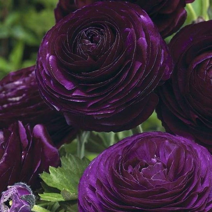 Ranunculus-in-frumos-întuneric nuanță violet