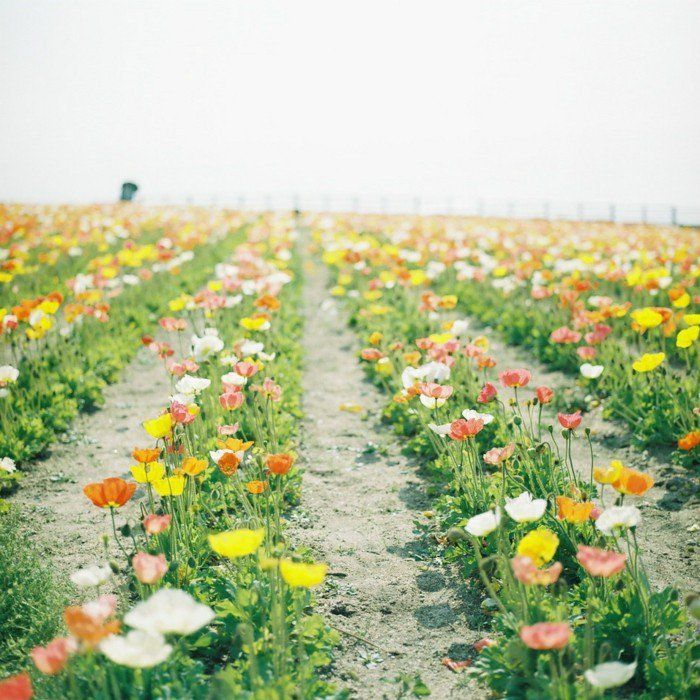 Seria-piękny-kolorowe wiosennych kwiatów