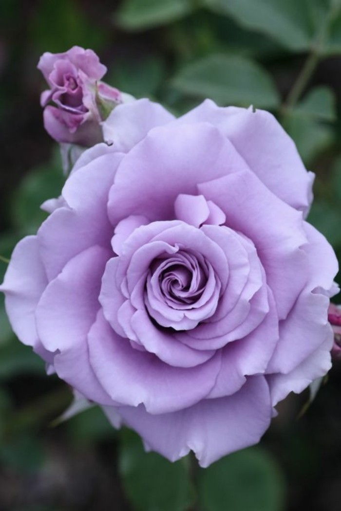 Rose-in-romantic-violet culoare