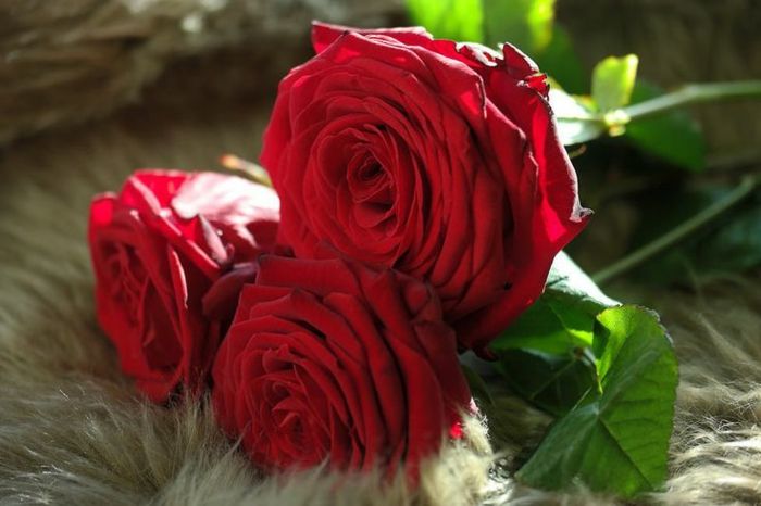 Rožės stručio-trys gėlės-raudonos