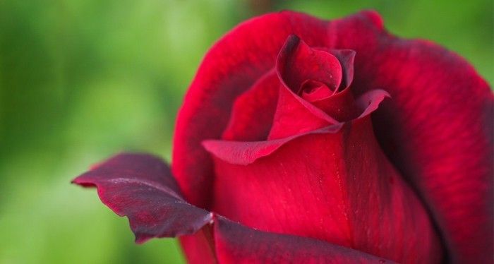 Red Rose Slika pol cvetovi
