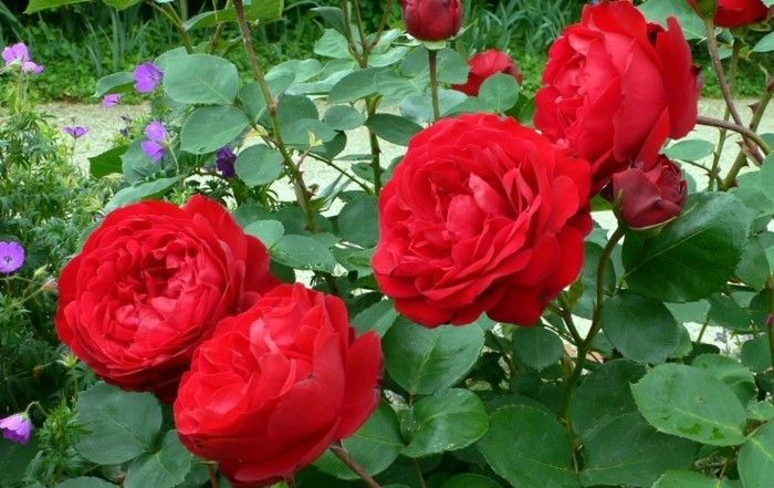 Red Rose Slika v vrtu