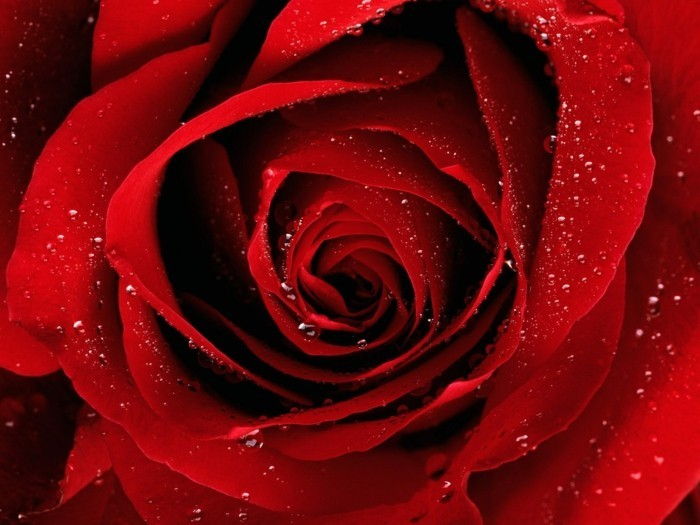 Red Rose Slika z Dew