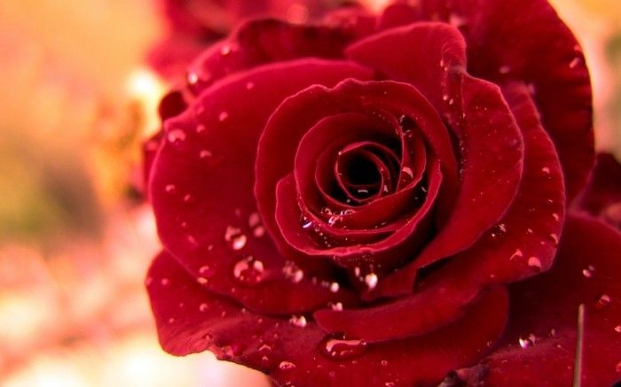 Red Rose Fotografii-la-o-ploaie