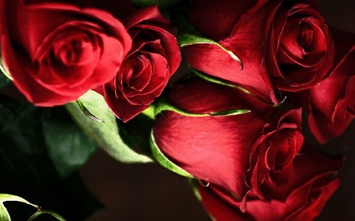 Red Rose Poza frumos aranjate