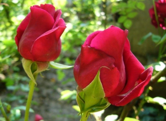 Red Rose Imagine doi ochi-
