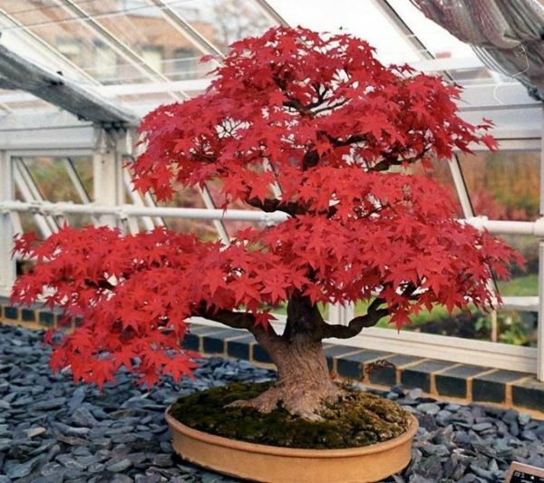 Raudonų Achorn nei Bonsai