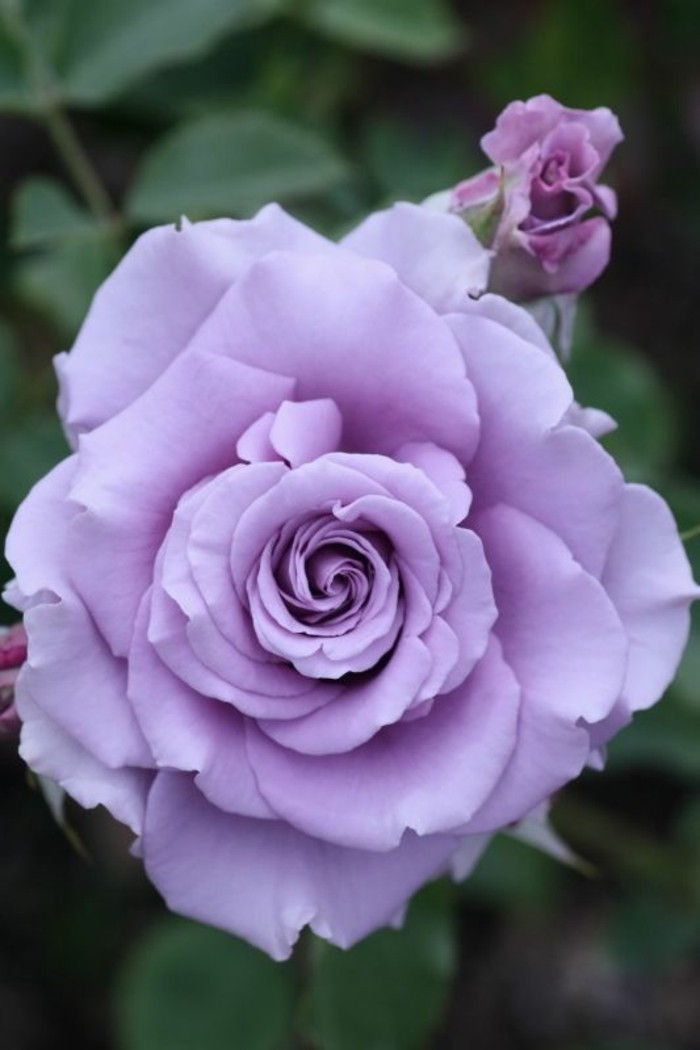 Beautiful Rose Slike-v-vijolične barve