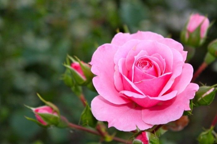 Beautiful Rose Imagine înconjurat de ochi