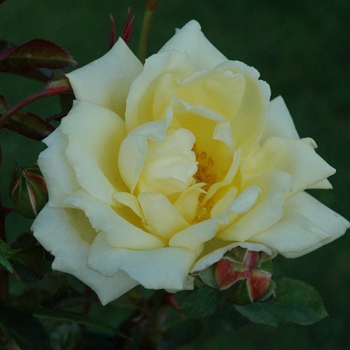 Beautiful Rose Imagine a White Rose