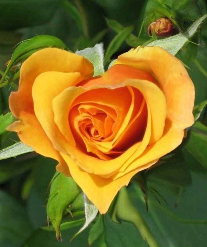 Frumoasa Rose Fotografii-ca-un-inimă
