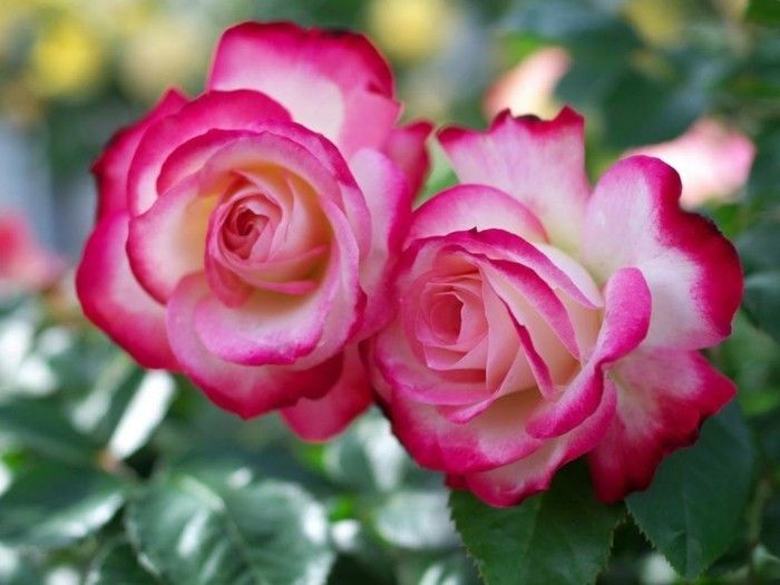 Beautiful Rose Pictures-două blumuri