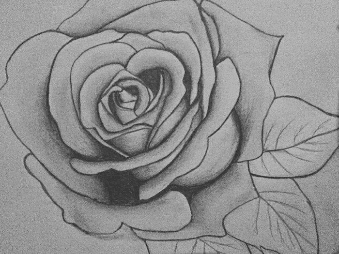 desene frumoase creion-un-Rose