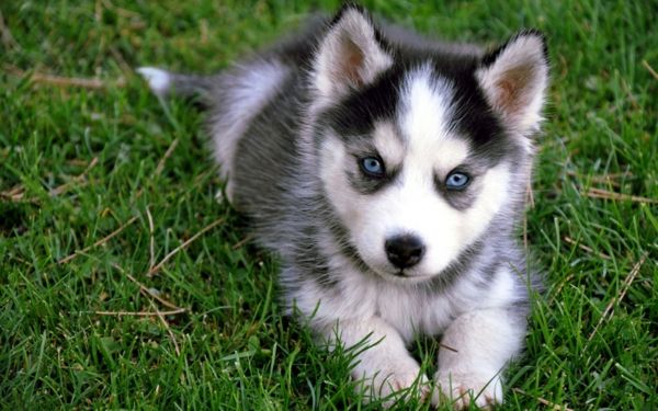 Siberian Husky-lepe-živali-slike-čudovite modre oči