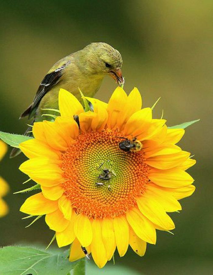 Sunflower Bee Bird skärmen natur