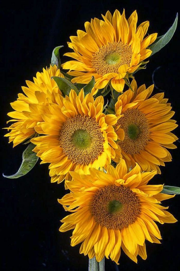 Sunflower Bild pittoreska Strauss