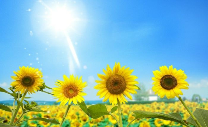 Solrosbilder-sunny-ärorika-ljus-Somme sun-blue-sky