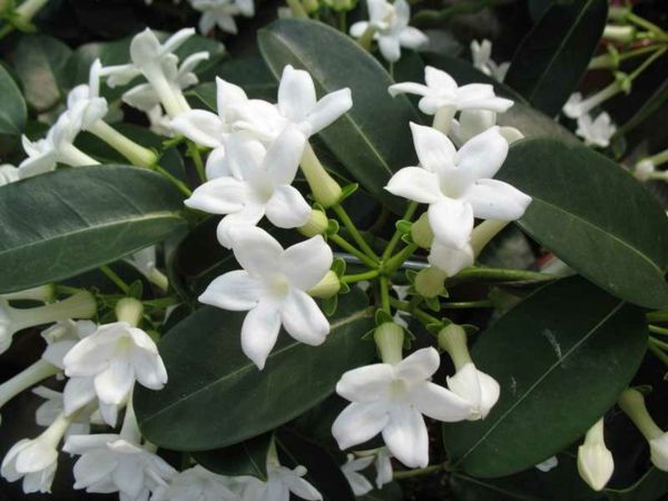 maravilhoso-Stephanotis floribunda Grinalda-loop florescendo-houseplant