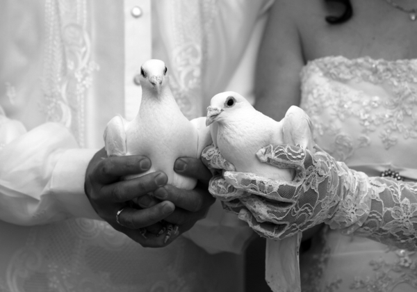 Pigeon novomanželia tradície