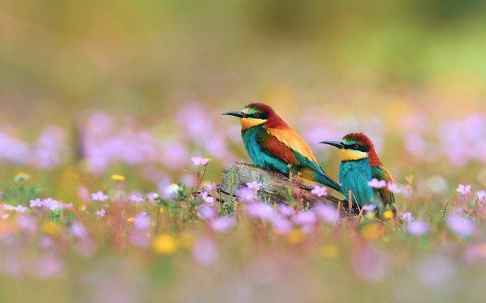 Uccelli-di-unico-colorate piume-look-and-