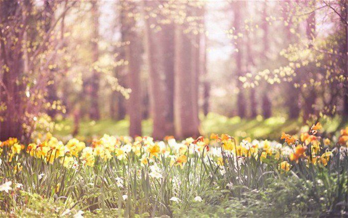 Forest vakker Daffodil solskinnsdag